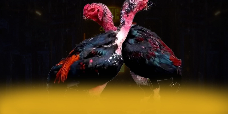 988bet – Sảnh game đáng chơi nhất, khẳng định vị thế hàng đầu tại Việt Nam.