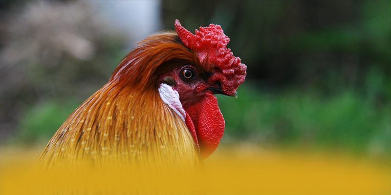 conga6789 - Tổng hợp đánh giá từ trải nghiệm thực tế.