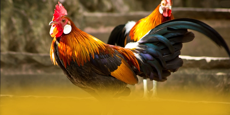 tỷ lệ kèo bóng đá - Trang game được cấp phép được đánh giá cao – Khám phá ngay tỷ lệ kèo bóng đá tỷ lệ kèo bóng đá - Trang game được cấp phép được đánh giá cao – Khám phá ngay tỷ lệ kèo bóng đá