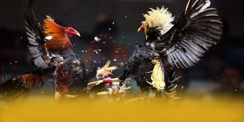 FAFA191 - Cổng game được đánh giá cao về độ tin cậy được đánh giá cao – Trải nghiệm FAFA191