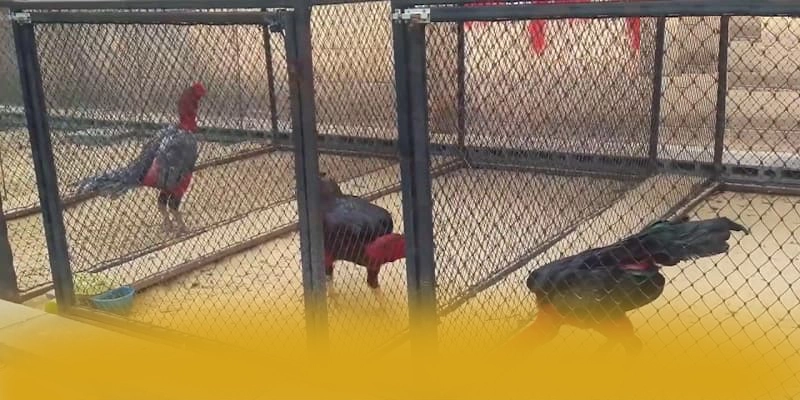 ĐÁ GÀ TRỰC TIẾP - Sân chơi mang đến trải nghiệm giải trí đỉnh cao trong cộng đồng game thủ – Khám phá danh mục giải trí của ĐÁ GÀ TRỰC TIẾP