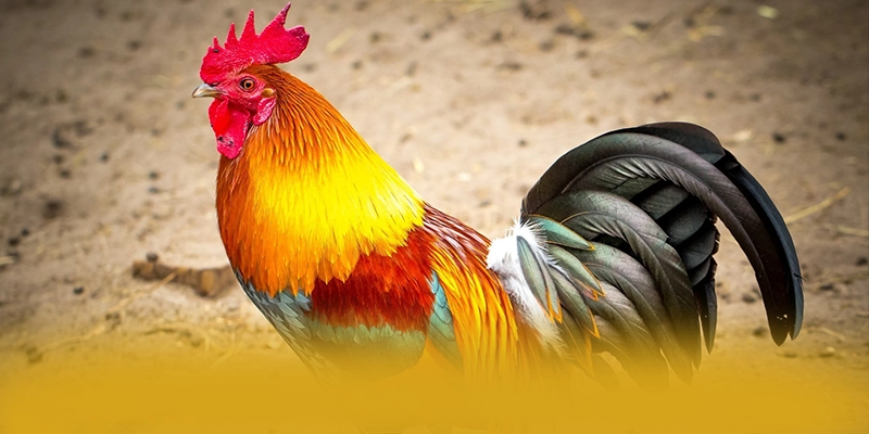 Đánh giá BL555 - Cổng trò chơi được đánh giá cao được cộng đồng đánh giá cao
Đánh giá BL555 - Cổng trò chơi được đánh giá cao được cộng đồng đánh giá cao