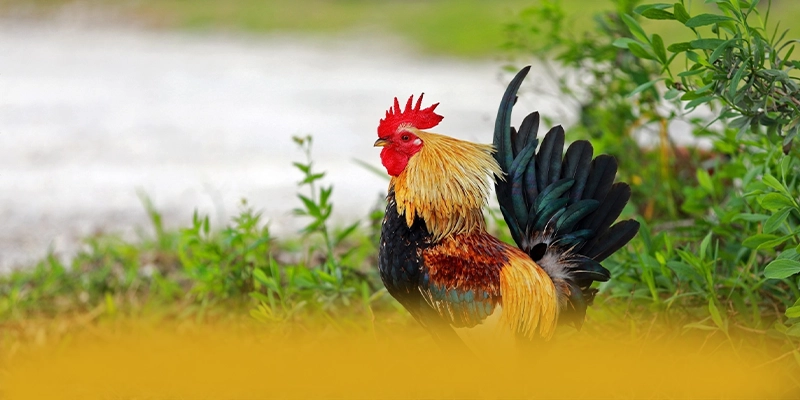 FC88 – Cổng cá cược an toàn tuyệt đối, được cộng đồng game thủ tin tưởng.