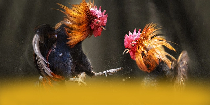 NK88 - Khẳng định vị thế dưới góc nhìn chuyên môn.