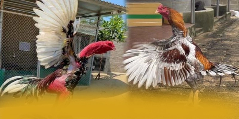 FC88 - Sảnh game với phần thưởng siêu lớn được cộng đồng game thủ yêu thích – Săn ngay FC88