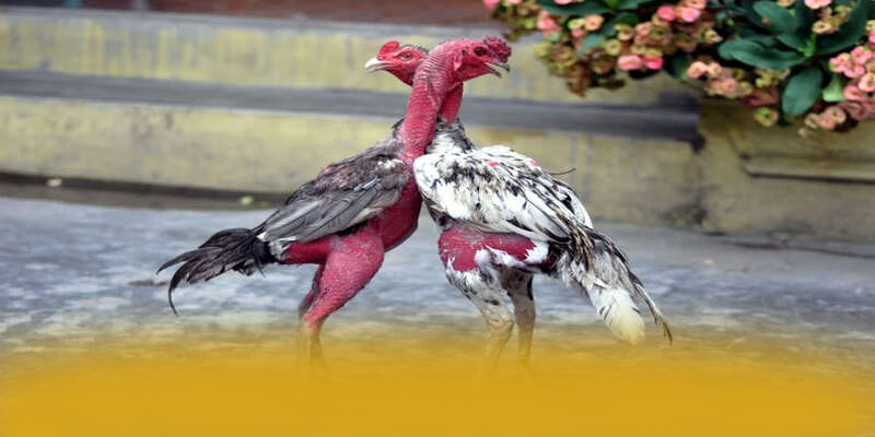 AU88 - Khẳng định vị thế theo đánh giá từ người dùng. AU88 - Khẳng định vị thế theo đánh giá từ người dùng.